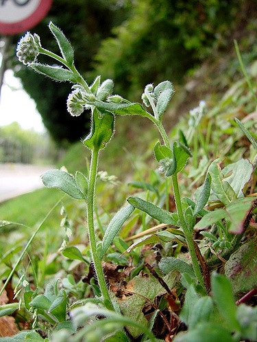 Myosotis des champs