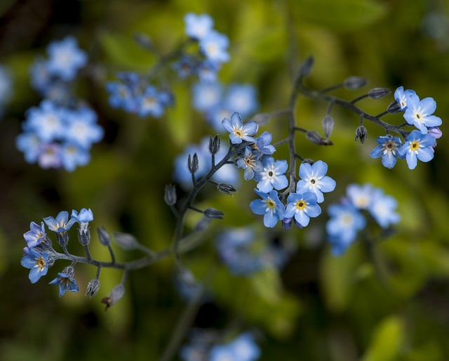 Myosotis étalé (Myosotis decumbens)