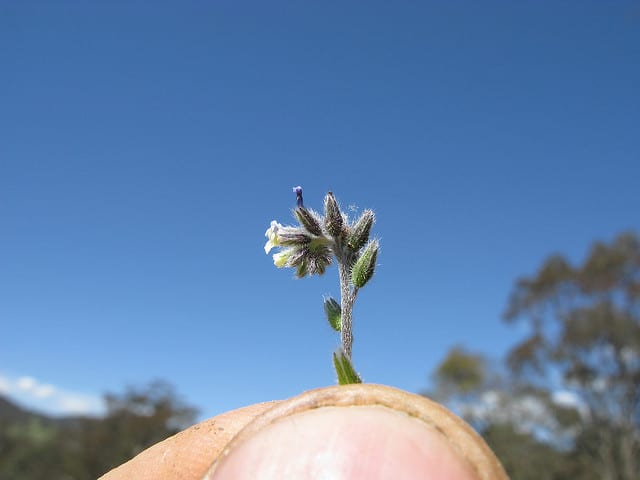 Myosotis bicolore (Myosotis discolor)