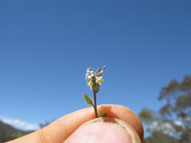 Myosotis bicolore