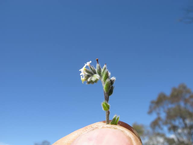 Myosotis bicolore