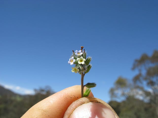Myosotis bicolore