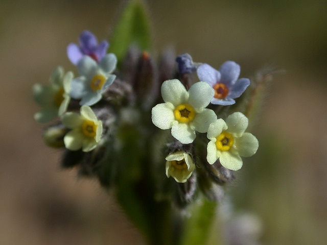 Myosotis bicolore
