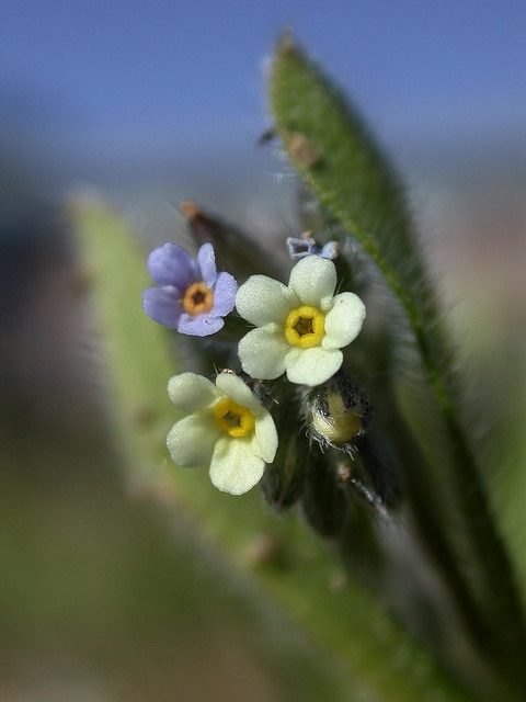 Myosotis bicolore