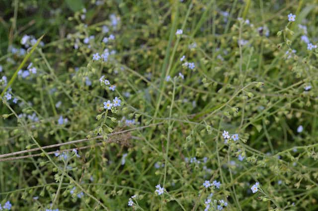 Myosotis 