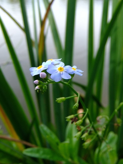 Myosotis 