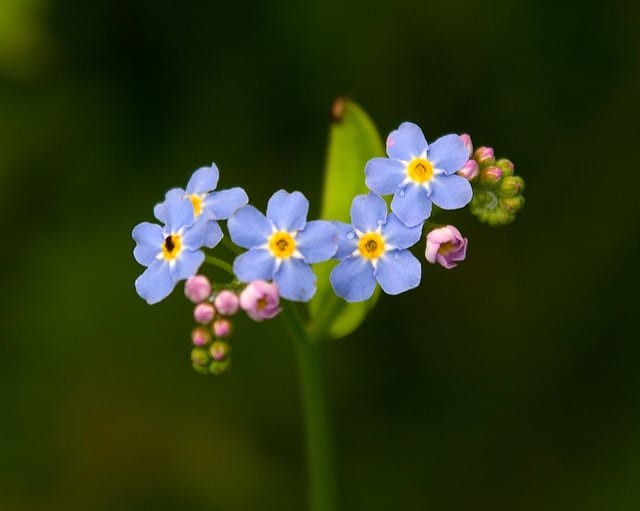 Myosotis  (Myosotis laxa)