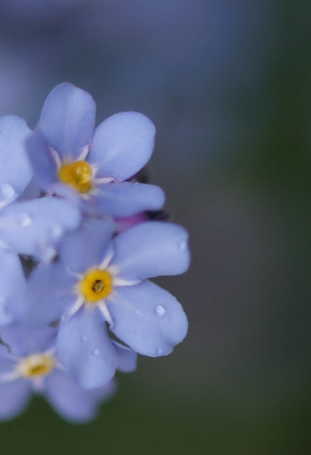 Myosotis des marais