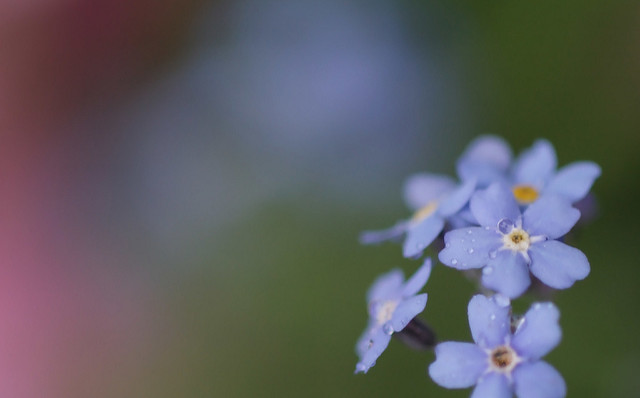 Myosotis des marais