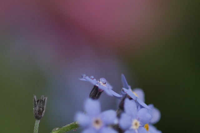 Myosotis des marais