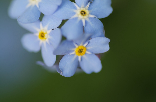 Myosotis des marais