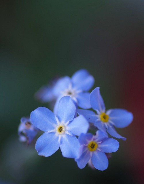 Myosotis des marais