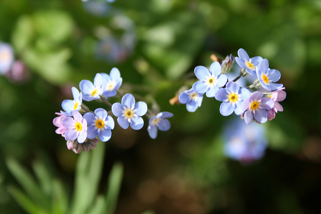 Myosotis des marais (Myosotis scorpioides)