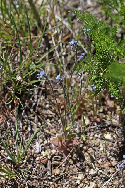 Myosotis droit (Myosotis stricta)