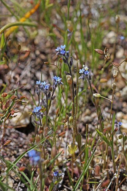 Myosotis droit
