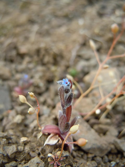 Myosotis droit