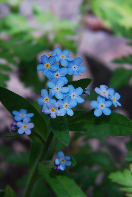 Myosotis des bois