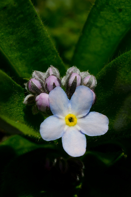 Myosotis des bois