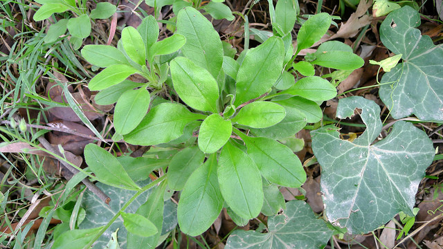 Myosotis des bois