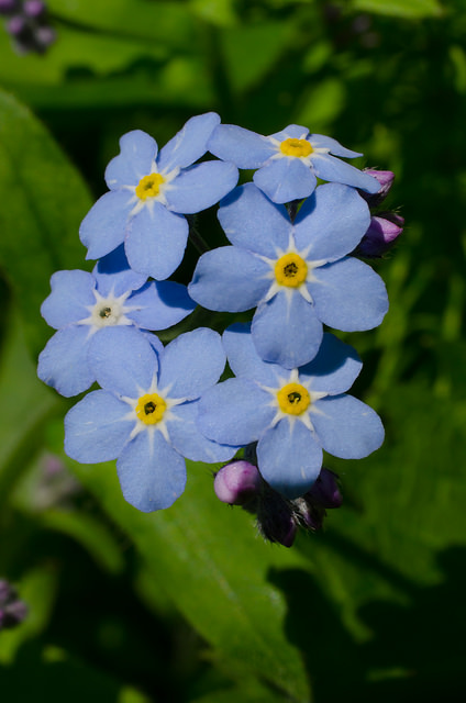 Myosotis des bois