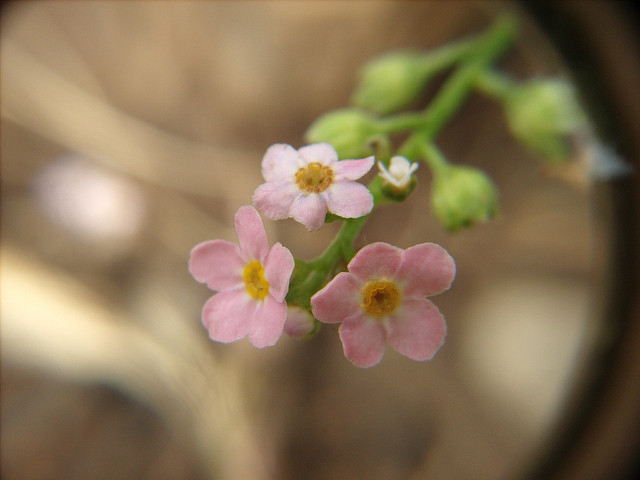 Myosotis des bois