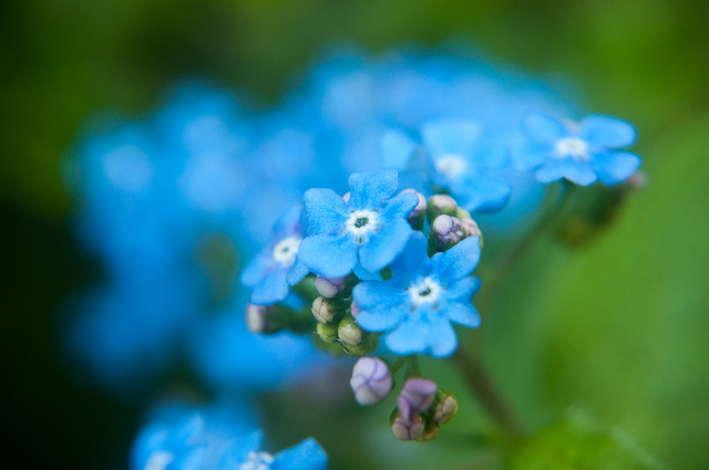 Myosotis des bois (Myosotis sylvatica)