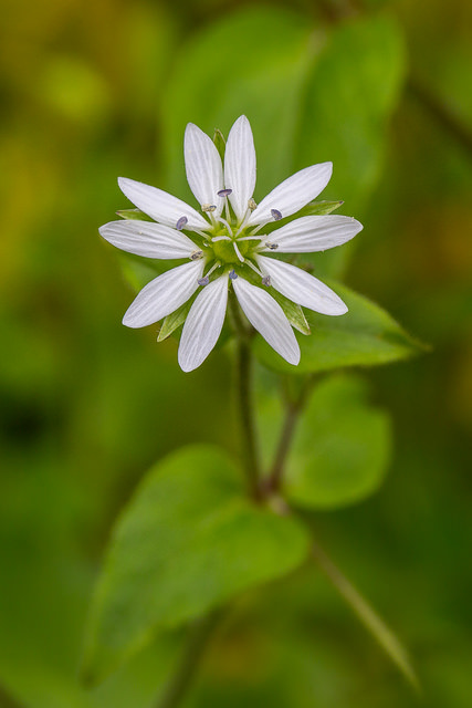 Céraiste aquatique (Myosoton aquaticum)