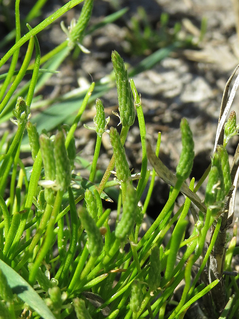 Myosure (Myosurus minimus)