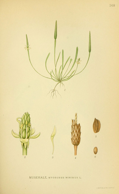 Myosure