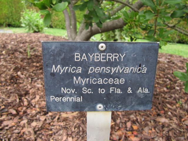 Myrique de pennsylvanie