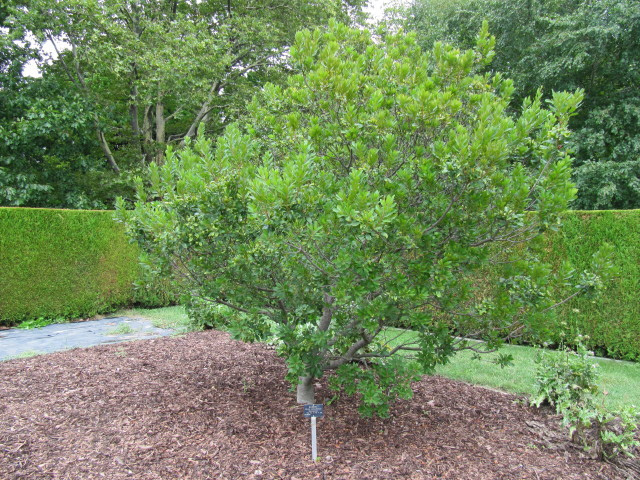 Myrique de pennsylvanie