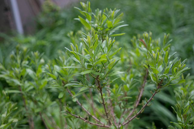 Myrique de pennsylvanie (Myrica pensylvanica)