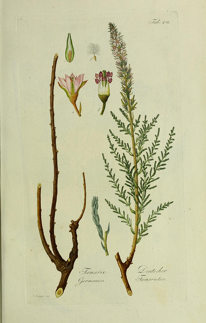 Myricaria germanica