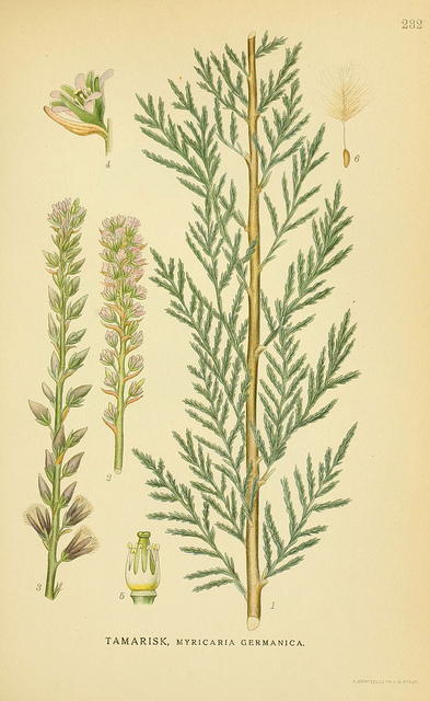 Myricaria germanica