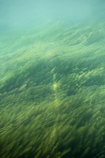 Myriophylle à feuilles alternes (Myriophyllum alterniflorum)