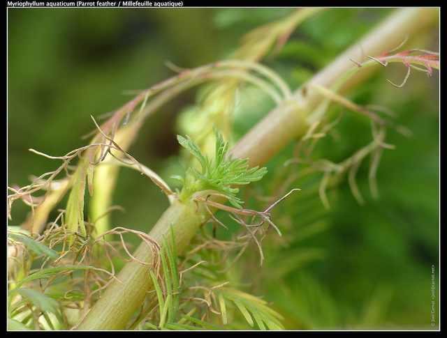 Myriophylle aquatique