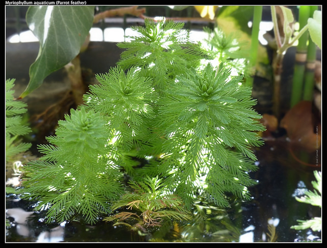 Myriophylle aquatique