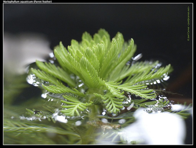 Myriophylle aquatique