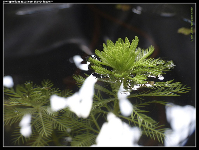 Myriophylle aquatique