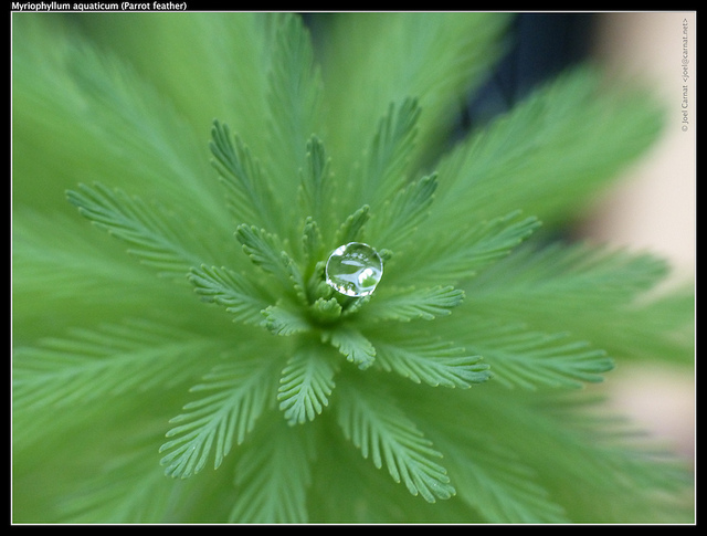 Myriophylle aquatique