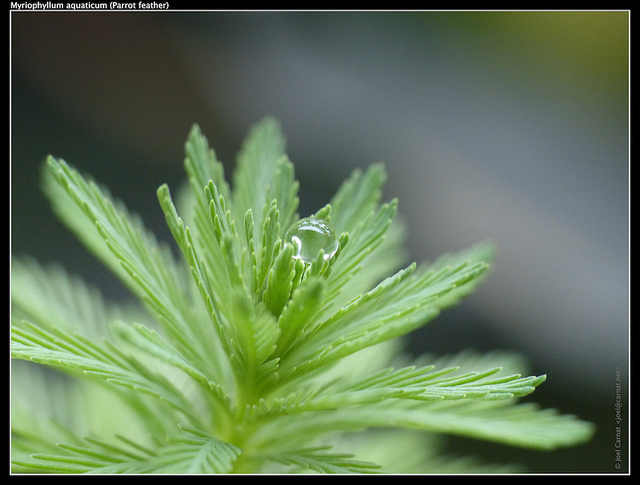 Myriophylle aquatique (Myriophyllum aquaticum)