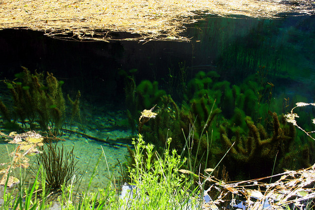 Myriophylle en épis