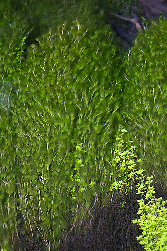 Myriophylle en épis