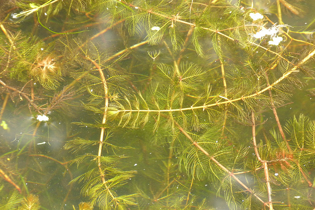 Myriophylle en épis