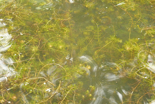 Myriophylle en épis (Myriophyllum spicatum)