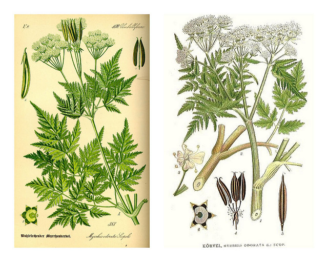 Cerfeuil anisé (Myrrhis odorata)