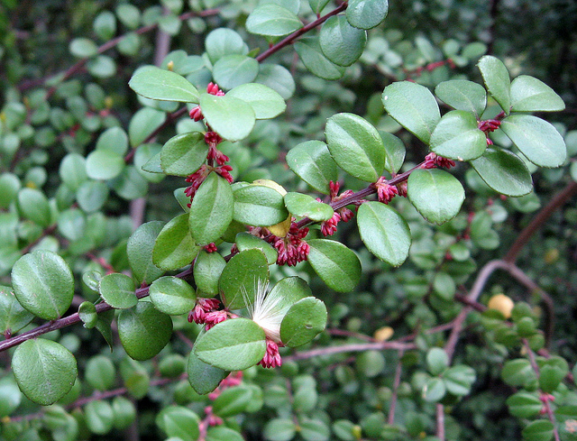 Buis africain (Myrsine africana)