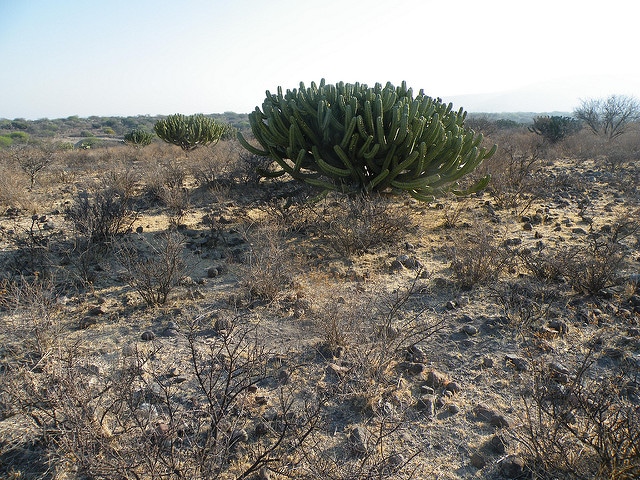 Chandelle bleue (Myrtillocactus geometrizans)