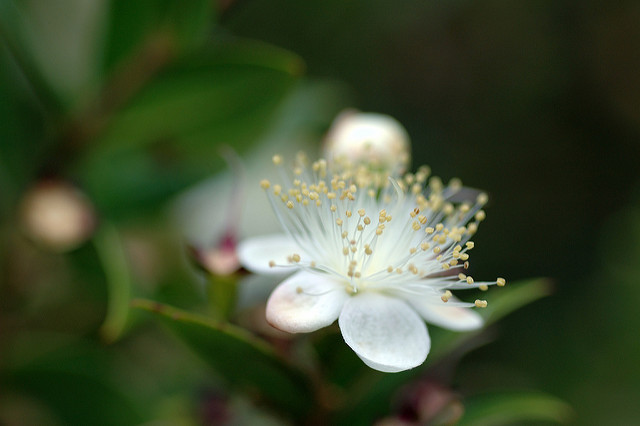 Myrte