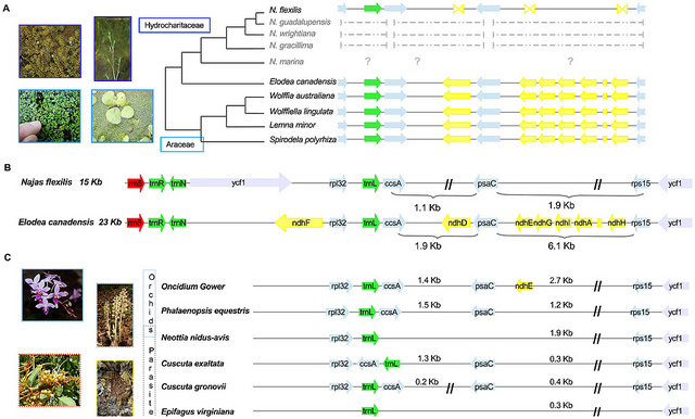 Slender naiad (Najas flexilis)